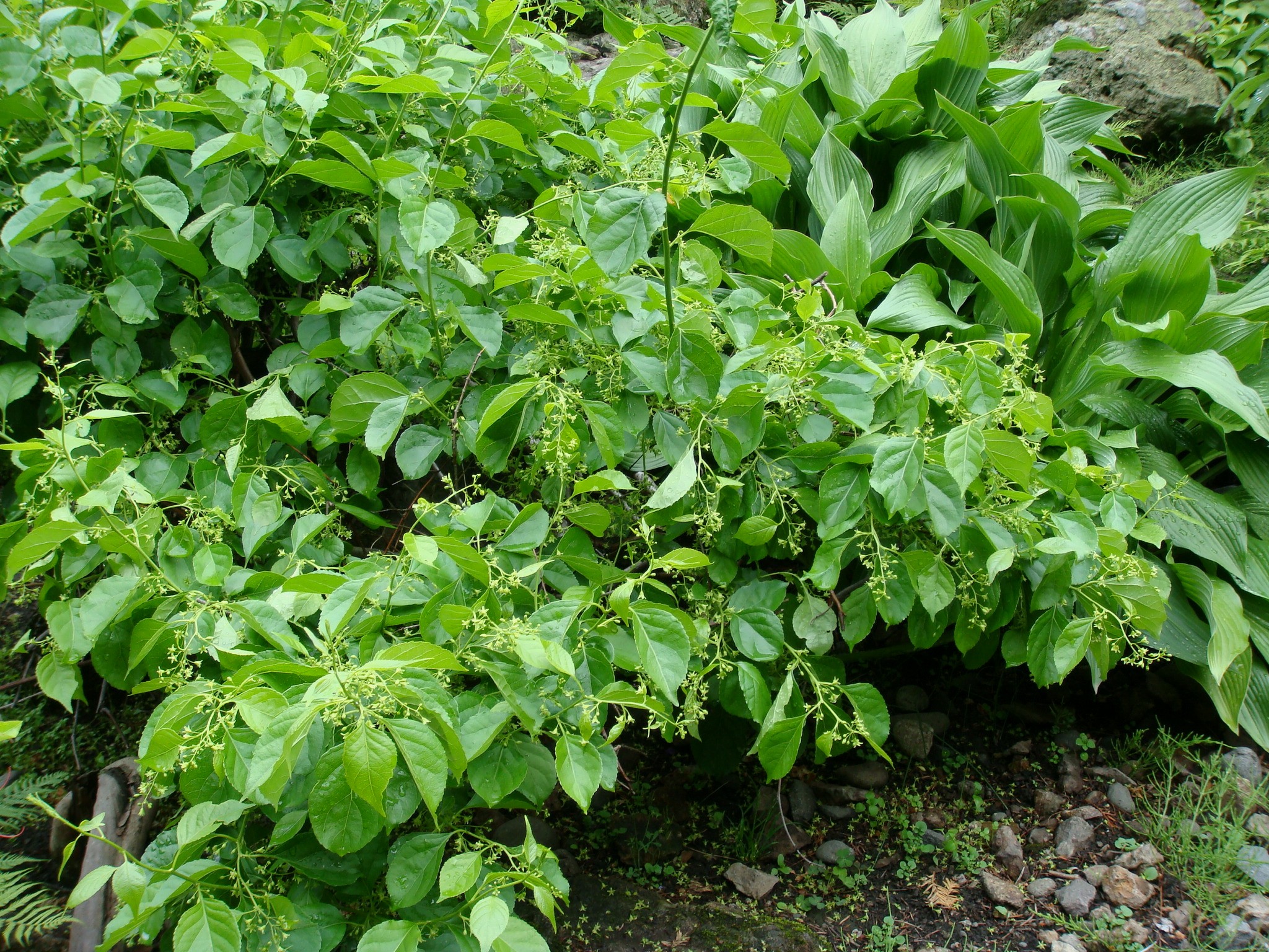 Celastrus orbiculatus Thunberg